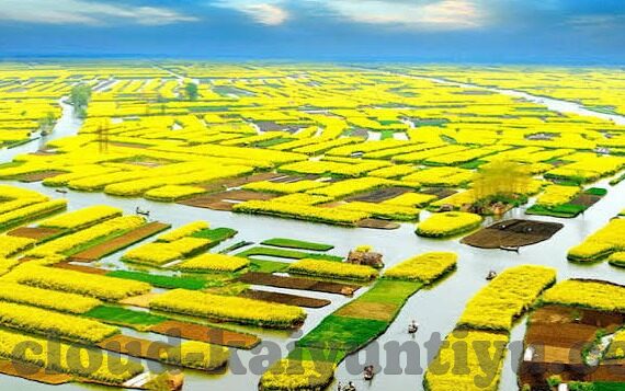 森林舞会绘画-森林舞会，绘在画布上的自然乐章